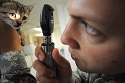 Kitten check up at Guantanamo
