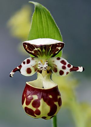 Lady Slipper by USFWS - cropped.jpg