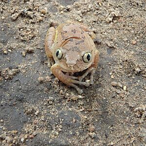 Leptopelis broadleyi00.jpg