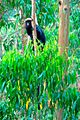 Lion Tailed Macaque in Periyar