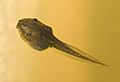 Litoria ewingii tadpole
