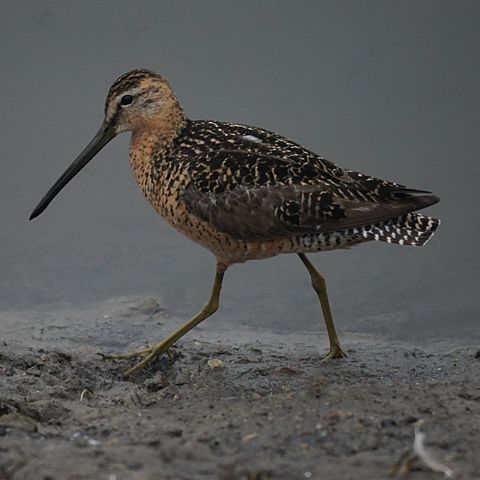 Long Billed Dowitcher (7569920384)