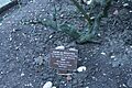 Marker for the ashes of Mark Feld (Marc Bolan) and his parents, Golders Green Crematorium