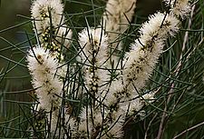 Melaleuca teretifolia
