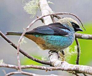 Metallic-green Tanager JCB.jpg