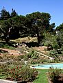 Morcom rose garden