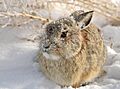 Mountain Cottontail on Seedskadee NWR (23510559313)
