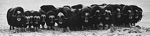 MuskOxen