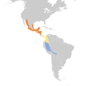 Myiodynastes luteiventris map.svg