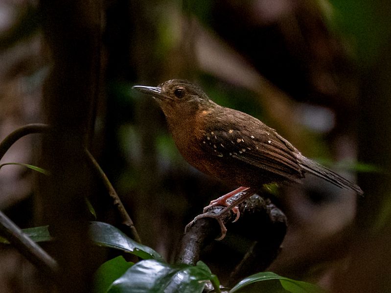 Myrmelastes rufifacies Rufous-faced Antbird (female); Porto Velho, Rondônia, Brazil