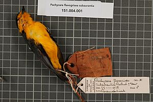 Naturalis Biodiversity Center - RMNH.AVES.130018 1 - Pachycare flavogrisea subaurantia Rothschild & Hartert, 1911 - Pachycephalidae - bird skin specimen