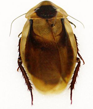Naturkundliche Sammlung Übermaxx Überseemuseum Bremen 0036.JPG