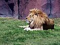 Norfolk Zoo Lion