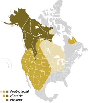 North American Grizzly Range Map.png