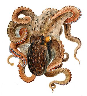 Octopus vulgaris Merculiano