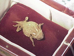 Old Rip in his Coffin