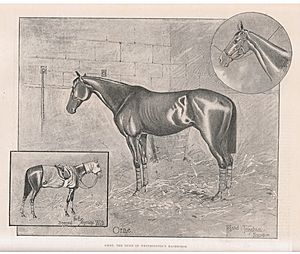 Orme, the Duke of Westminster's racehorse, by Holland & Tringham of Kinsclere. ILN 1892