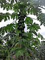 Papaya tree DRC