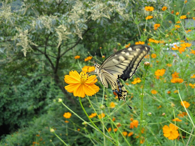 Papilio machaon hippocrate2