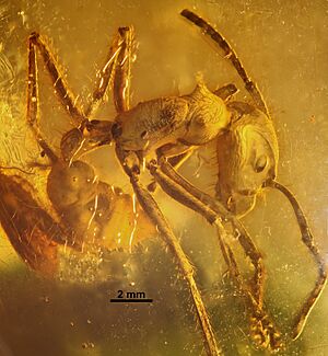 Paraponera dieteri specimen