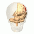 Parietal lobe animation small