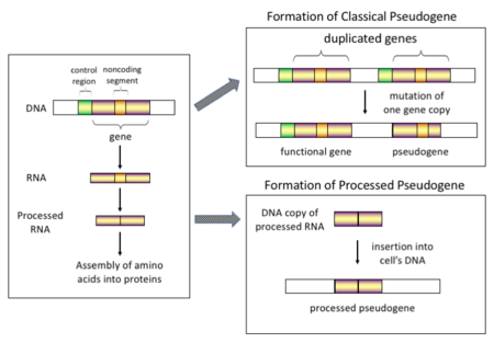Pseudo gene schematic