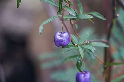 Purple-Apple Berry