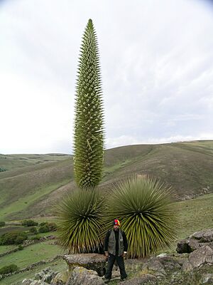 Puya raimondii hábito.jpg