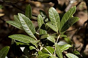 Quercus hypoleucoides - Flickr - aspidoscelis (1).jpg