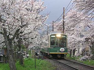 Randen cherry blossom