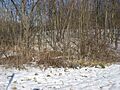 Ravine at the Brooke Site