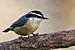 Red-breasted-Nuthatch.jpg