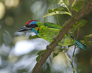 Red-crowned Barbet ( Megalaima rafflesii ).jpg