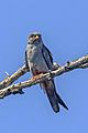 Red-footed falcon (Falco vespertinus) male