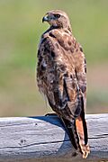 Red-tailed Hawk.jpg