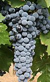 Red Mountain Cabernet Sauvignon grapes from Hedge Vineyards