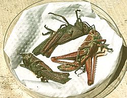 Red locust with Metarhizium
