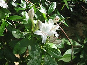 Rhododendron arborescens Cumberland Plateau.jpg