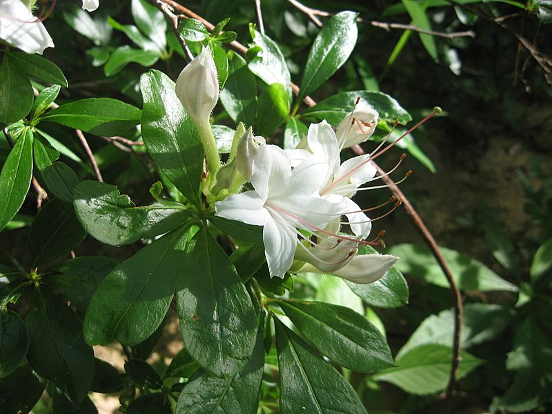Rhododendron arborescens Cumberland Plateau