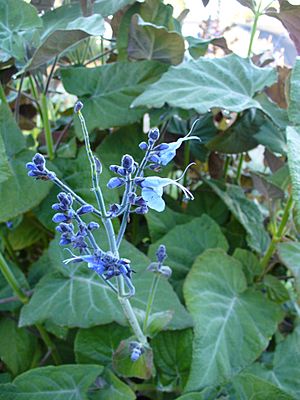 Salvia macrophylla (Scott Zona) 001