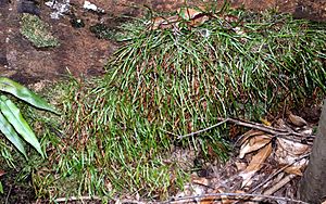 Schizaea rupestris garigal.jpg