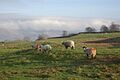 Sheep on Lambrigg Fell - geograph.org.uk - 642504