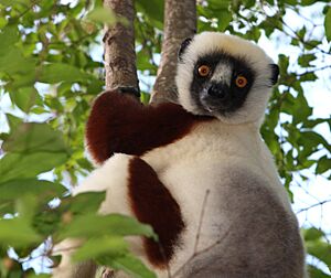 Sifaka in Madagascar (cropped)