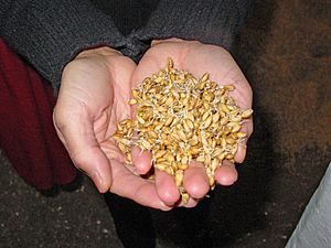 Sjb whiskey malt