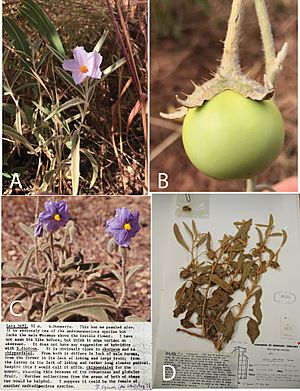 Solanum plastisexum morphology and specimen.jpg