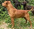 Staffordshire Bull Terrier "Chaman"