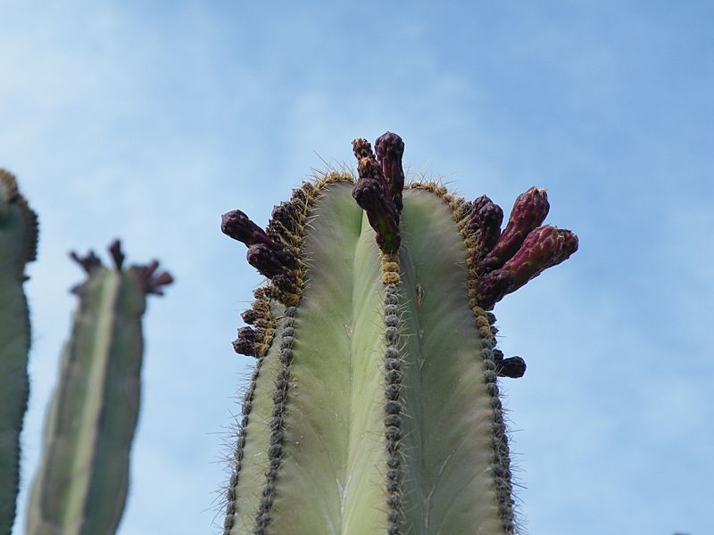 Stenocereus dumortieri (5739383513)