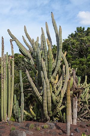 Stenocereus griseus - Jardín Botánico Canario Viera y Clavijo - Gran Canaria