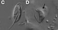 Stygiella incarcerata