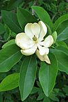 Sweetbay Magnolia Magnolia virginiana Flower Closeup 2242px-2.jpg